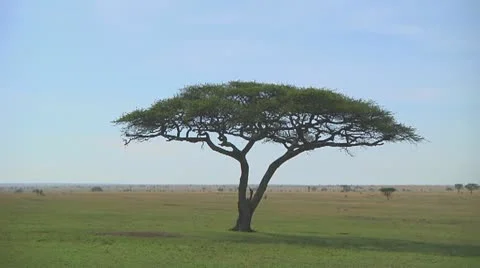 Acacia Stock Footage 10722935