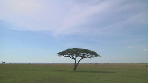 Acacia Stock Footage 10722936