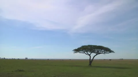 Acacia Stock Footage 10750447