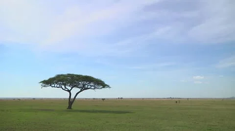 Acacia Stock Footage 10750453