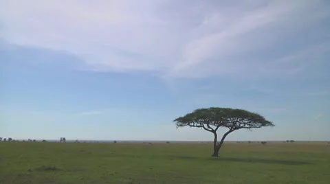 Acacia Stock Footage 10756610