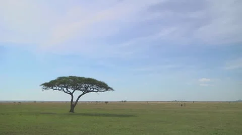 Acacia Stock Footage 10756615