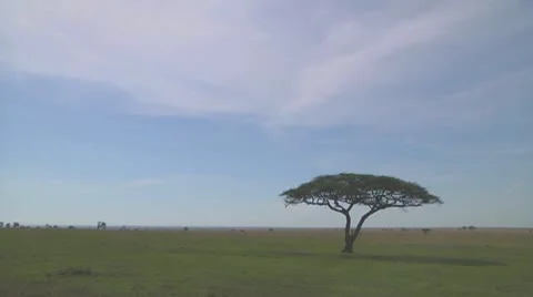 Acacia Stock Footage 10759616