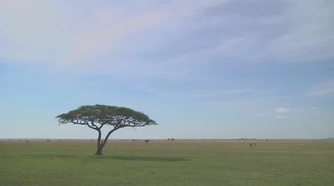 Acacia Stock Footage 10759636