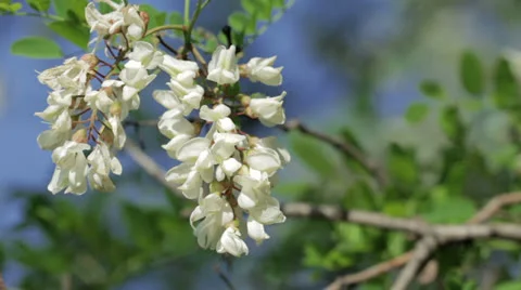 Acacia Stock Footage 24648175