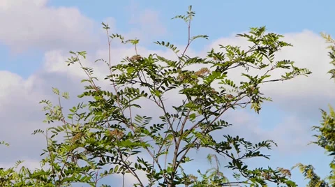 Acacia Stock Footage 38994439