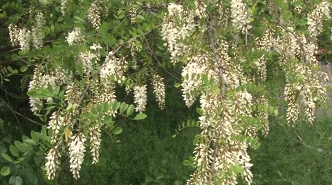 Acacia Stock Footage 50577612