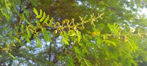 Acacia. Stock Footage 289350922