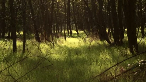 Acacia forest grass Stock Footage 166558707