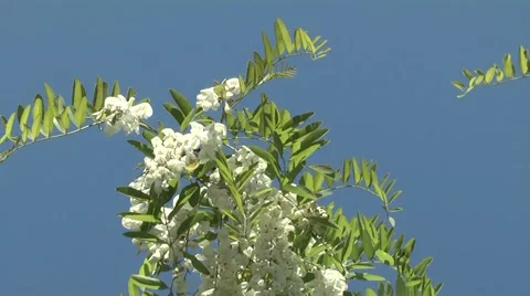 Acacia good honey plant Stock Footage