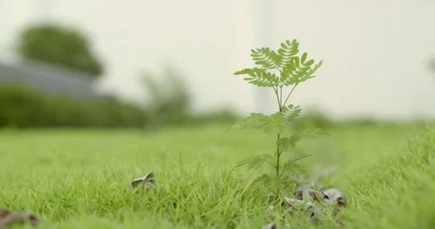 The acacia grows amongst the grass. Stock Footage 237470712
