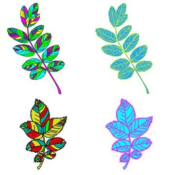 Acacia leaf Stock Illustration