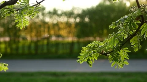 Acacia leaves on a blurred background. Stock Footage 170820518