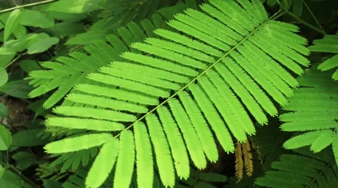 Acacia leaves Stock Footage 55756513