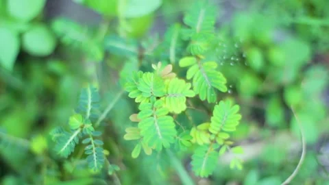 Acacia leaves with grass Stock Footage 236440978