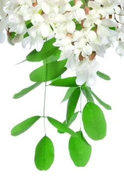 Acacia Stock Photos