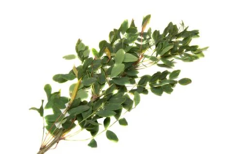 Acacia Foto stock