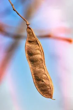 Acacia Pod 库存照片