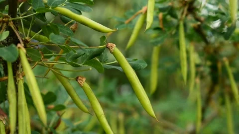 Acacia pods, close up Stock Footage 138395155