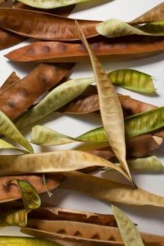 Acacia pods Stock Photos