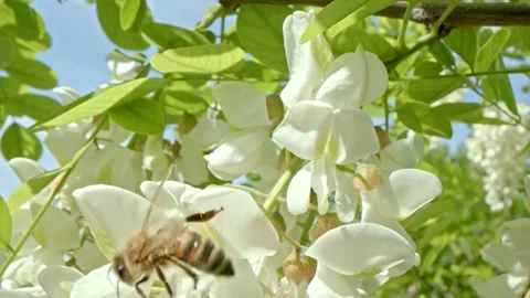 Acacia pollination Stock Footage 171557346