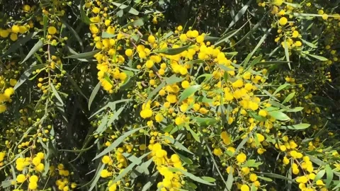 Acacia saligna mimosa tree Video stock 88772848