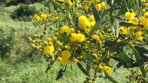 Acacia saligna mimosa tree in wind Video stock 88772823