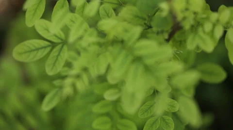 Acacia scorpioides Stock Footage 54944306