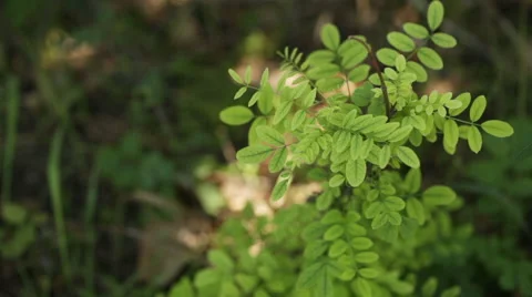 Acacia scorpioides Stock Footage 55866652