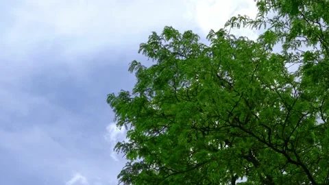 Acacia on a sky background. Tree against the sky. Stock Footage 137192601