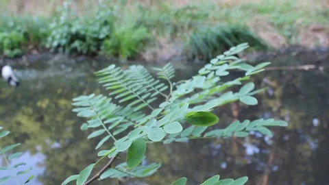 Acacia sprig Stock Footage 79938748