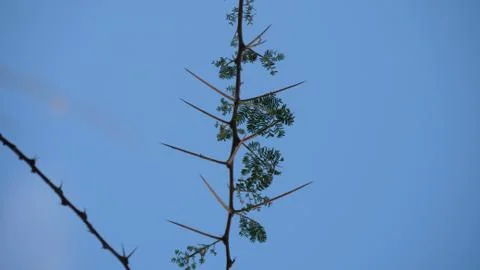 Acacia Thorns Stock Photos