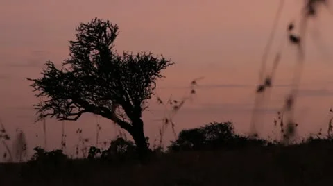 Acacia tree in African sunset Video stock 11142565