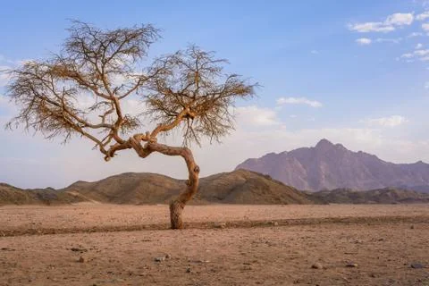 Acacia tree alone Stock Photos
