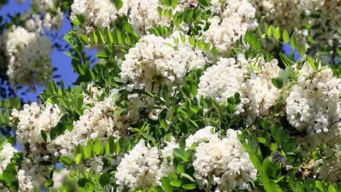 Acacia tree and bees close up Stock Footage 276696929