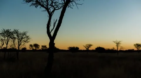 An Acacia Tree and sunset Stock Footage 54230425