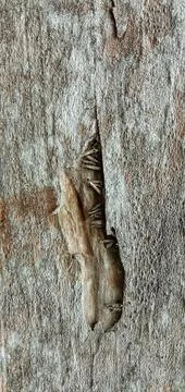 Acacia tree bark Stock-Fotos