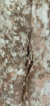 Acacia tree bark Photos