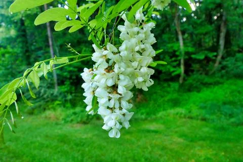 Acacia Tree Bloom. Stock Photos