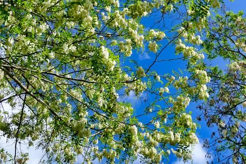 Acacia Tree Bloom. Stock Photos