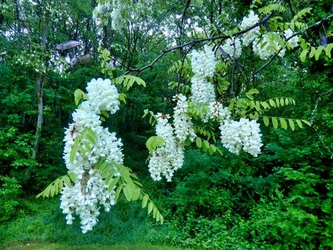 Acacia Tree Bloom. Stock Photos
