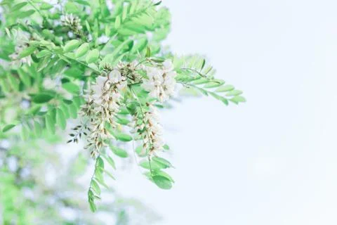 Acacia tree blooming Stock Photos