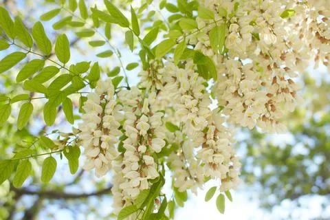 Acacia tree blooming in the spring. Stock Photos