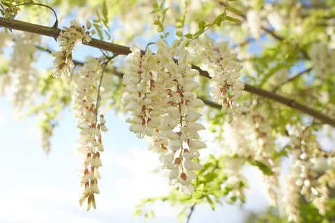 Acacia tree blooming in the spring. Stock Photos