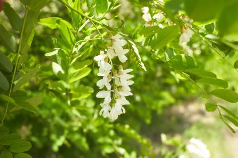 Acacia tree blooming in the spring. Stock Photos