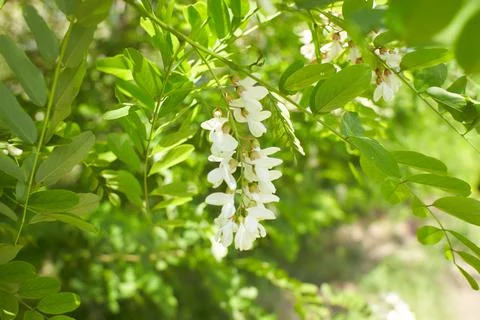 Acacia tree blooming in the spring. Stock Photos