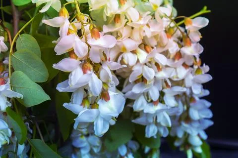 Acacia tree blooming in the spring Stock Photos