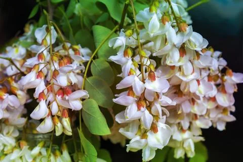 Acacia tree blooming in the spring Stock Photos