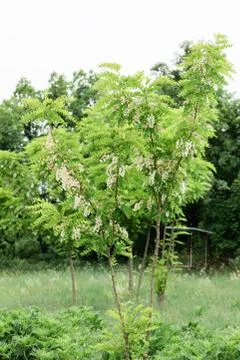 Acacia tree blooming in springtime 스톡 사진