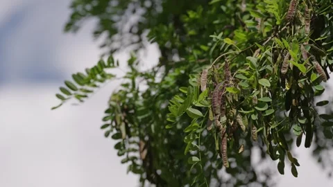 Acacia tree branches with hanging seed pods swaying gently in the breeze 스톡 동영상 340321344